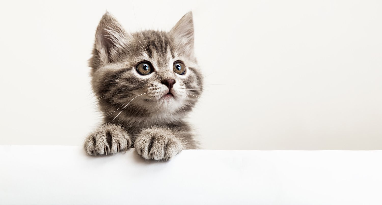 Blutuntersuchung für Katzen und Hunde