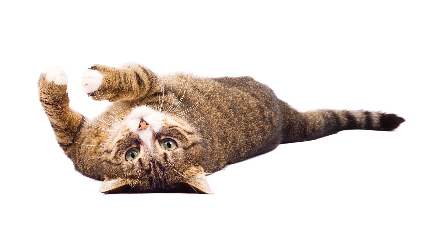 Katze